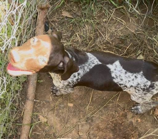 German shorthaired pointers 1