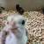 Bourbon Red turkey poults 1 thumbnail