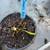 Outdoor Carnivorous Plants 5 thumbnail