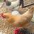 Chickens laying 1 thumbnail