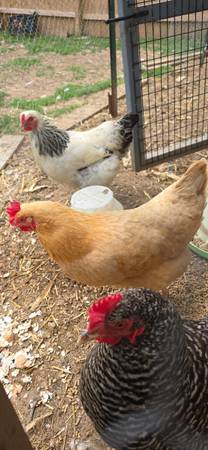 Chickens laying 1