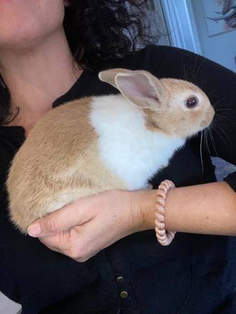 Friendly Dutch rabbits baby bunnies farm garden by owner
