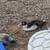 Ducks 3 4 thumbnail