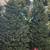 Xmas Tree Service 4 thumbnail