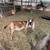 Nubians bucklings 3 thumbnail