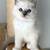 Beautiful kitten looking for a forever home! 1 thumbnail