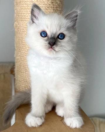 Beautiful kitten looking for a forever home! 1
