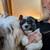 2 male Shih tzu puppies 8 thumbnail