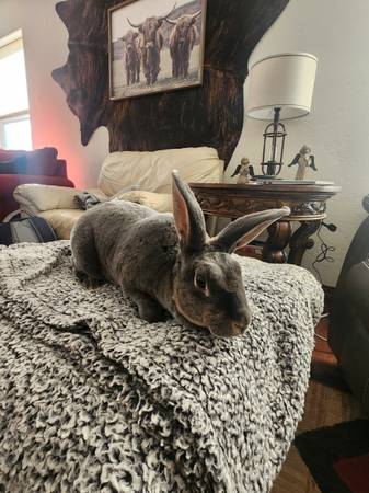 Grey Rex Rabbit 1