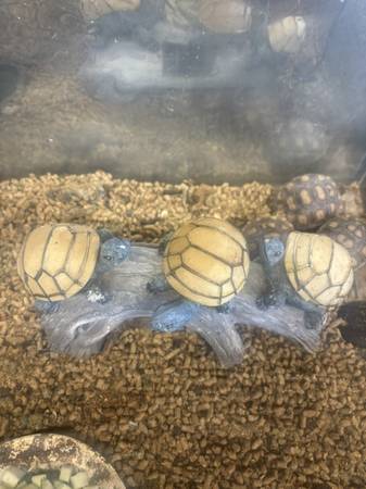 plastic turtles 1