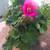 Geranium Flower Plant  Fuchsia color 4 thumbnail