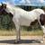 Paint mare 10 thumbnail