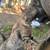 Mouse Catching Cat 1 thumbnail