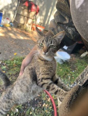 Mouse Catching Cat 1