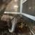 Reptile rescue 3 thumbnail