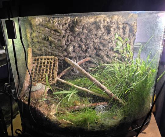 Bioactive bowfront reptile terrarium 1