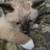 Siamese kitten 2 thumbnail