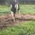 Spotted mare 1 thumbnail