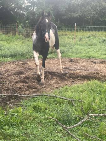 Spotted mare 1