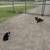 Border Collie Pair 1 thumbnail