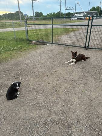 Border Collie Pair 1