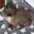 Ragdoll 4 thumbnail