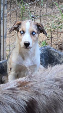 Collie 1