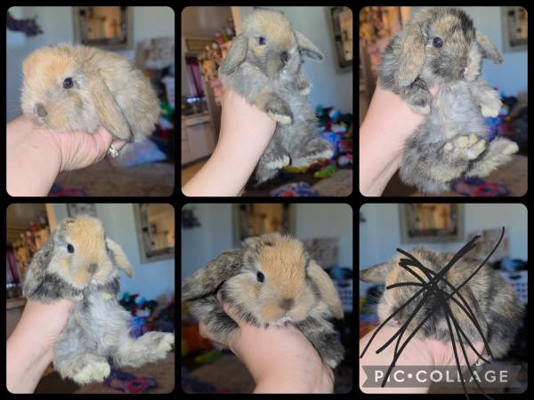 Holland lop baby bunnies (Fresno)