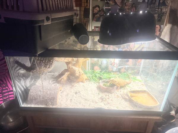 Bearded dragons (Alvin)579129730558873607