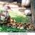 Ducklings 3 thumbnail