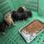 mini pigs 6 thumbnail
