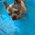 Merle Frenchie 1 thumbnail