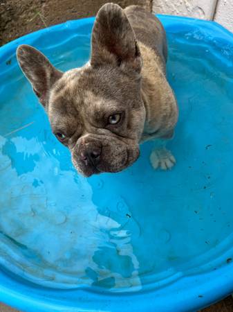 Merle Frenchie 1