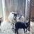 Romanov lambs both females and males 2 thumbnail