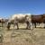 45 Beefmaster, Charbray, Charolais, Composite, Red Angus 4 thumbnail
