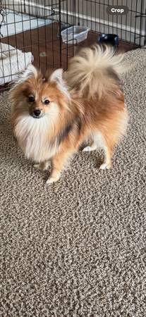 Cachorros de Pomerania63696379619715121