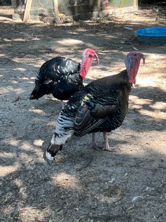 BIG Turkey Gobblers 1