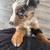 Active puppy 5 thumbnail