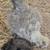 Silkie Chicken for sale 6 thumbnail
