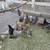 Pullets 4 thumbnail
