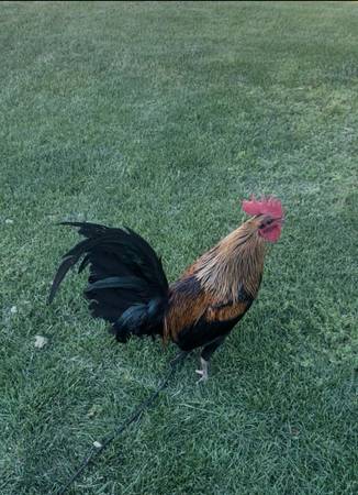 Gallos 1