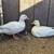 White call duck pair 1 thumbnail