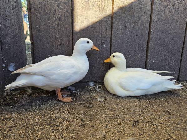 White call duck pair 1