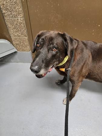 Found Male Dog - A0040539404 1
