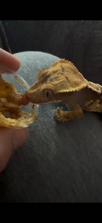 Gecko crestado hembra arlequín