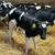 Holstein Calves 1 thumbnail