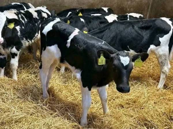 Holstein Calves 1