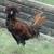 Assorted Bantam Roosters 8 thumbnail