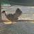 Gallinitas buche pelon 4 thumbnail