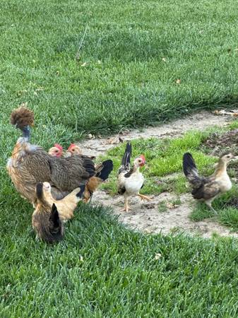 Bantam Chickens 1